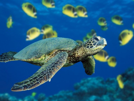 Zelená mořská želva